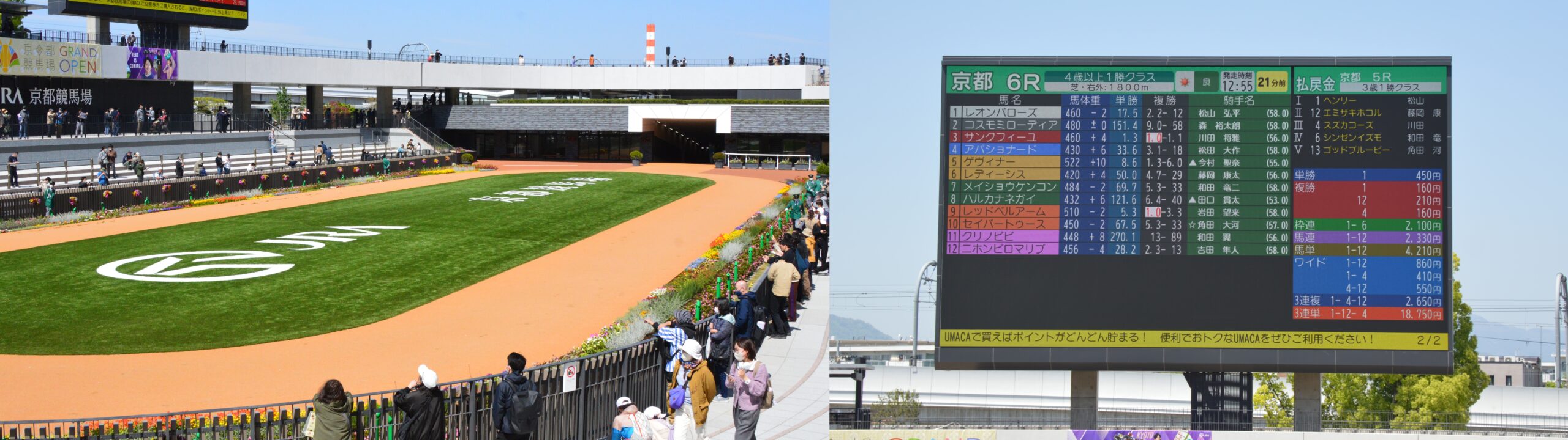 京都競馬場のパドック
