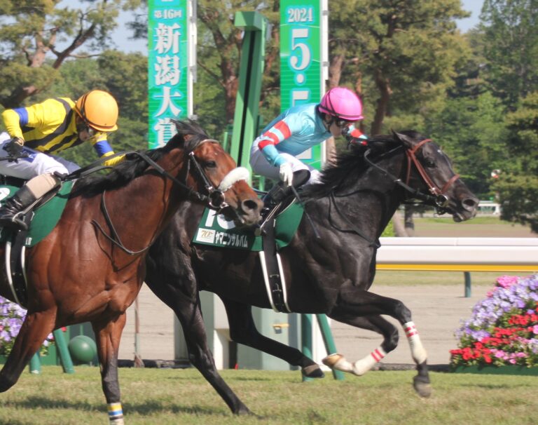新潟競馬場のおすすめ観戦場所｜ゴール前・4コーナー・パドックの選び方【2026年版】